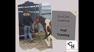 Foal Trailer Loading, Chambers Horsemanship Foal Training