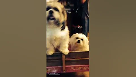 My Talking Dog (1)