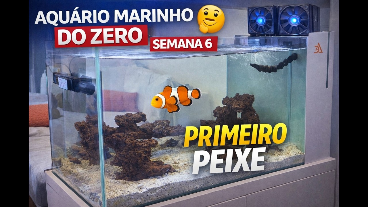 Aquário Marinho do Zero - Semana 6 | Diatomáceas, Skimmer e PRIMEIRO PEIXE