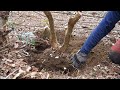 【YAMADORI】フジツツジの山採り ♯421