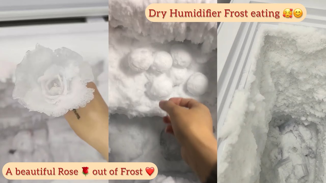 Frozen Freezer 🥰 Rose with the Frost 😇😍 Dry Humidifier Frost eating 😌😊 ...