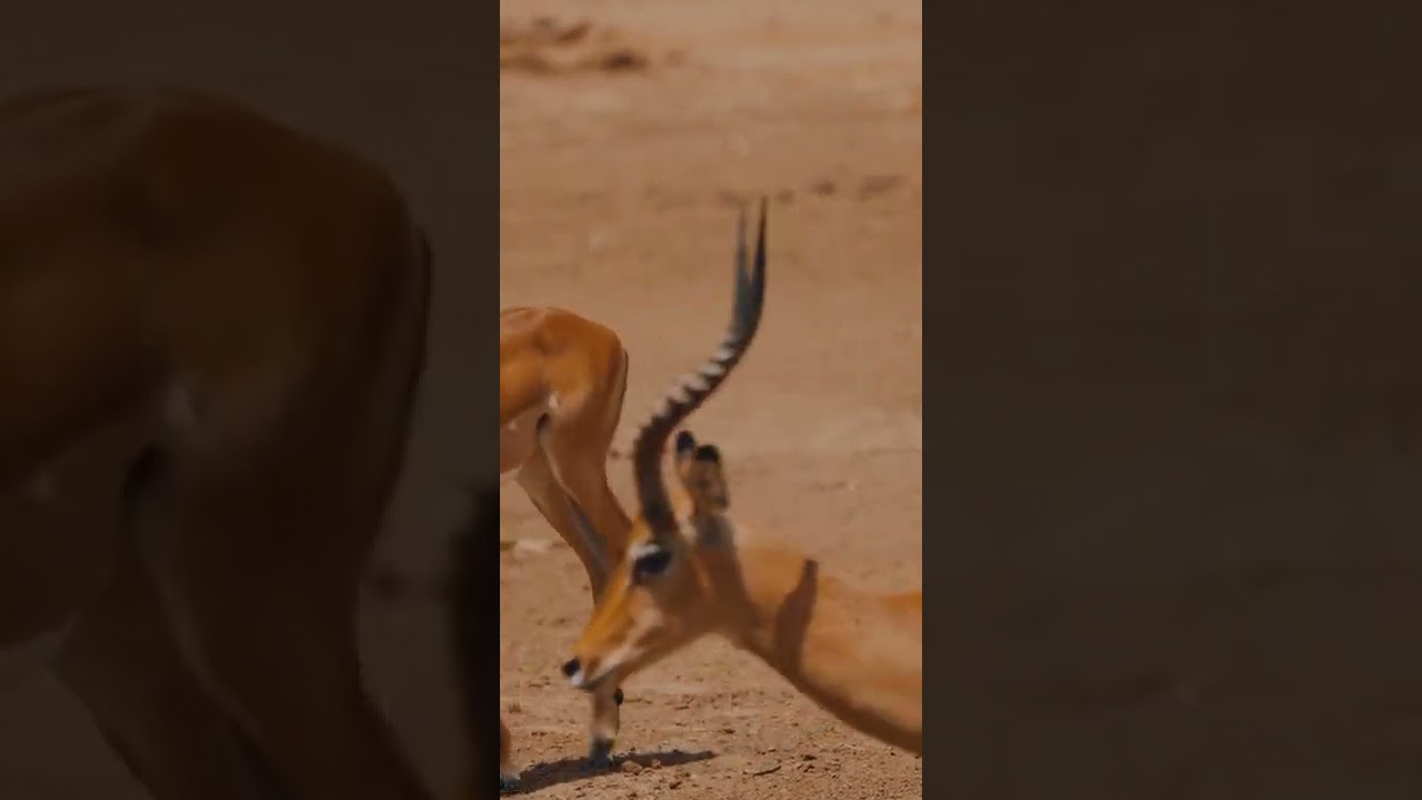 Herd of Impalas Walking in Slow Motion