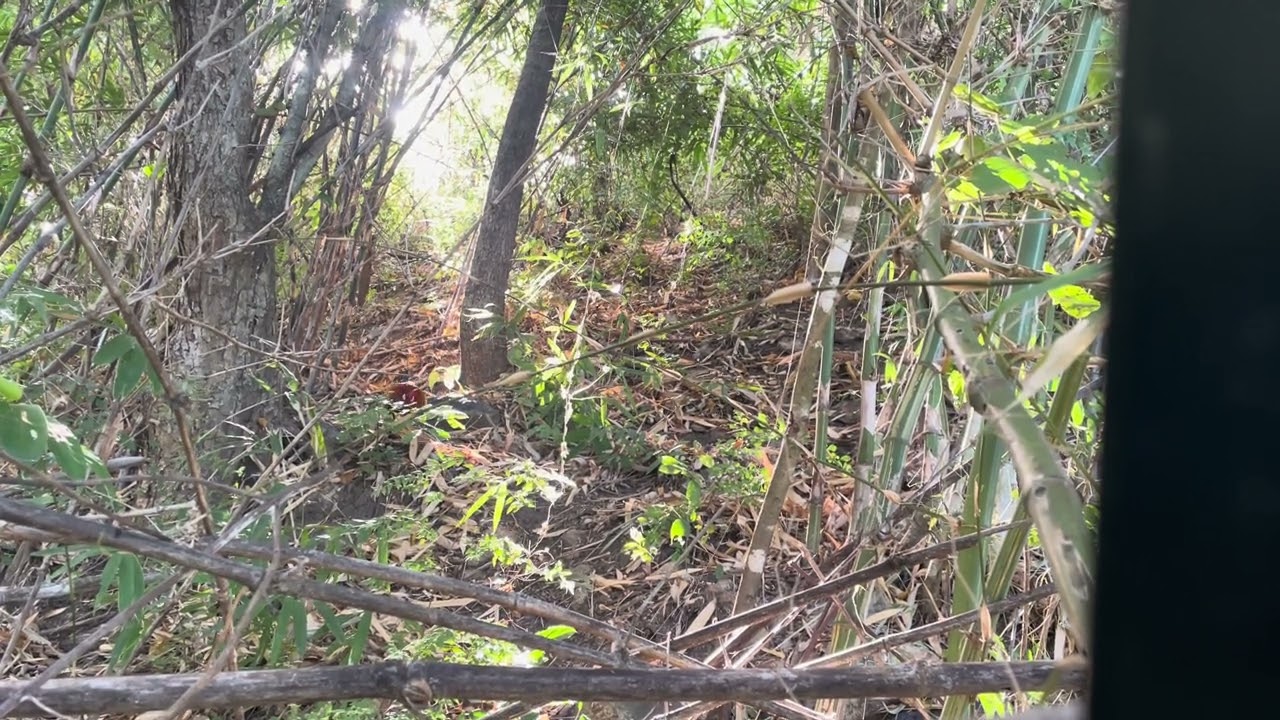 Bay ga rung //long ga