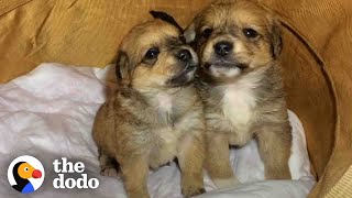 Puppies Abandoned In A Box Get Loving Homes | The Dodo