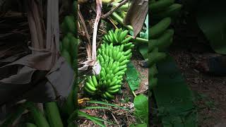 EL que SIEMBRA COSECHA 🍌 #shorts #viral #trending #cosecha #campo #short #shortvideo #elcompa