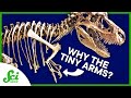 How to Find Out Why T. rex Arms Were… Like That | SciShow News