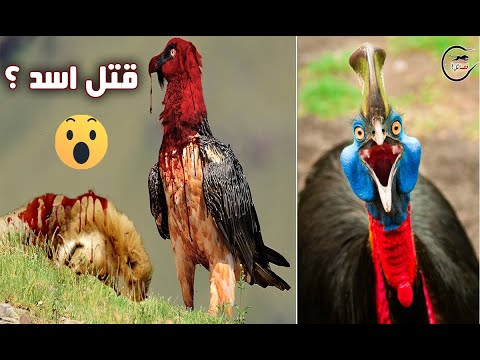 فيديو: ما هي اخطر الطيور