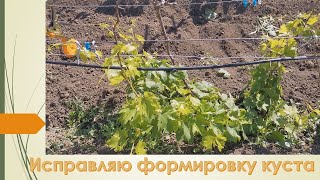 видео: Формирую виноградный куст заново картинка: Формирую виноградный куст заново