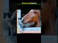जानवरों के Gajab कारनामें 😂 wait for twist 🤣 #funny #animals #shorts