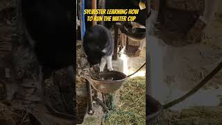 Barn Cat fills up the water cup.
