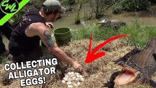 COLLECTING ALLIGATOR EGGS IN FLORIDA!!!