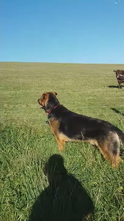 benji-seeing-cows-for-the-first-time-youtube