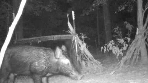 Feral Hog Trap
