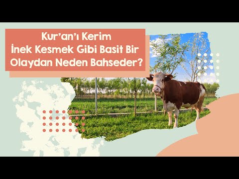 Herkesin Aklına Takılan Bir Soru ; Neden Bakara ?