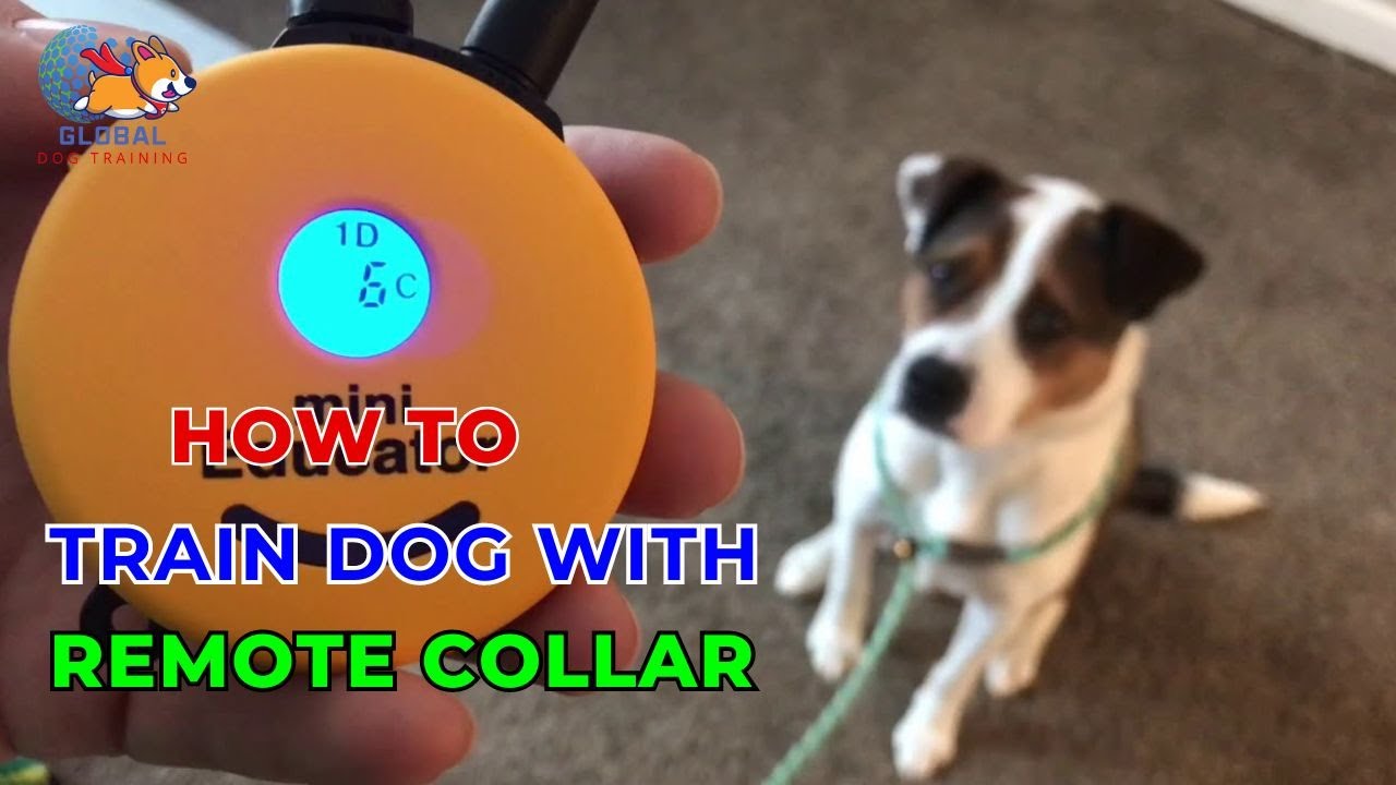 How To Train Dog With Remote Collar, StepbyStep Success Ani Training Global Dog Training