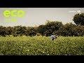 Eco India: How technology is helping farmers in Telangana tackle devastating effect of crop failures