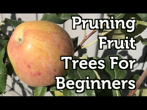 Video: Autumn Pruning Of Fruiting Trees