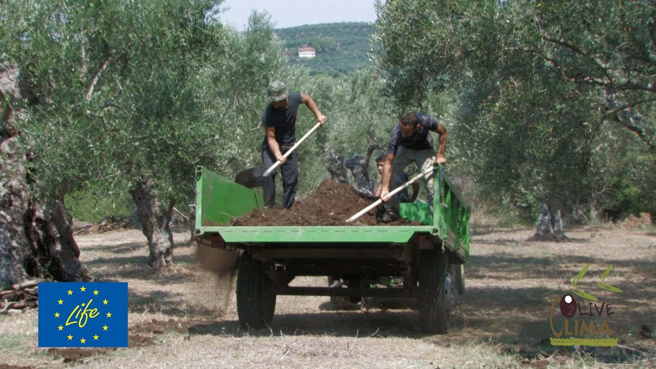 Κομπόστ από τα κλαδεύματα του ελαιώνα / Compost from the pruning of the olive grove