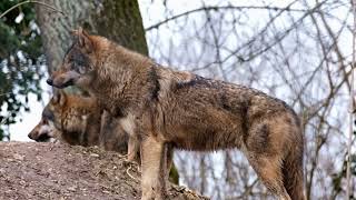 wolf in the forest magnificent creatures in the wild @animalsquadofficial516