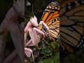 ORCHID MANTIS: The Brutal Bloom (8K Macro) #Shorts