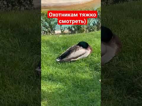 Стрелять нельзя) #тренды #животные #animals #funnyanimal #утка #селезень #птицы #дикиезвери