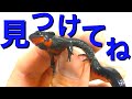 アカハライモリの採集方法、見つけるコツ、捕獲方法【どんな場所が生息地なのか？】