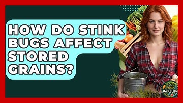 How Do Stink Bugs Affect Stored Grains? - The World of Agriculture