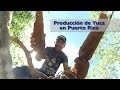 Siembra y Cosecha de Yuca [Documental]