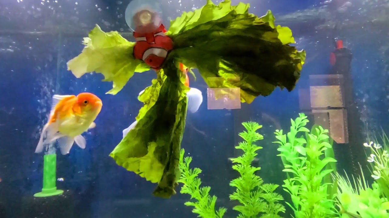 LETTUCE? WHAT I FEED MY FANCY ORANDA GOLDFISH! YouTube