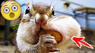 Я РЖАЛ ПОЛ ЧАСА | Приколы с Животными 2019 | Смешные Коты и Собаки Я РЖАЛ ПОЛ ЧАСА | Приколы с Животными 2019 | Смешные Коты и Собаки