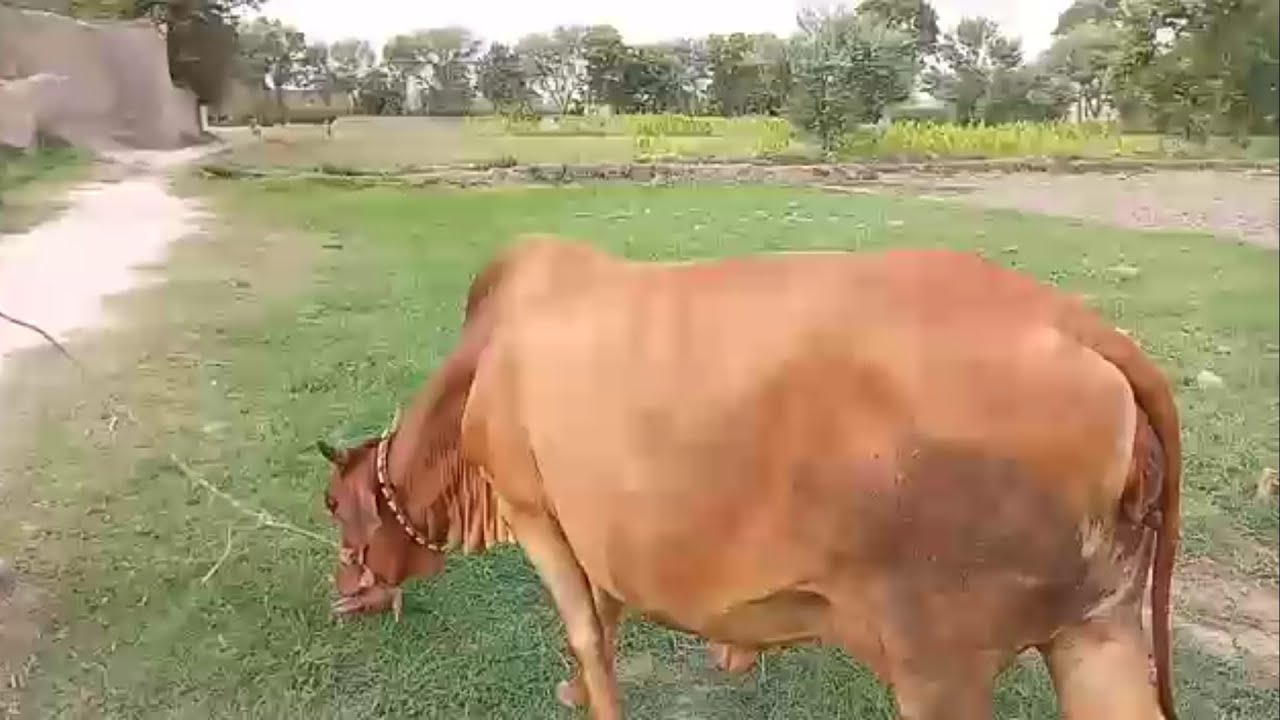 Cow for sale in pakistan