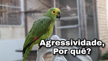 Porque às vezes os papagaios tem comportamento agressivo?