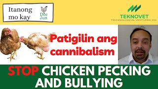 Stop Feather Pecking and Bullying (Paano Patigilin) - Poultry Farming Tips