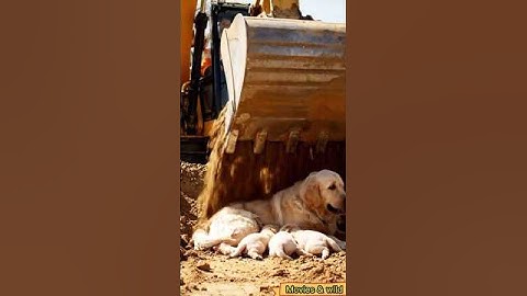 Golden Retriever and Construction Worker   Become Unexpected Heroes! #animals #animalrescue