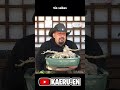 Bonsai involucionando