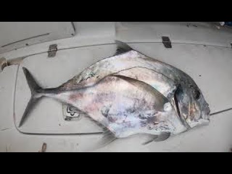 How to Clean an African Pompano  New video on how to clean an