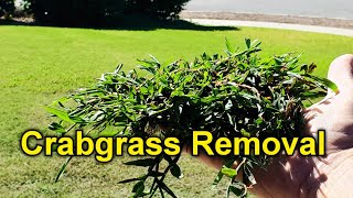 Get Rid Of Crabgrass Manually; Seriously...Its Easy