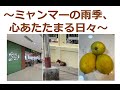 〜ミャンマーの雨季、心あたたまる日々〜
