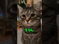 「うぅん」優しすぎるお返事（仕方なくお返事😂）おシャンティなピノりん #猫 #cat #ピノ #保護猫