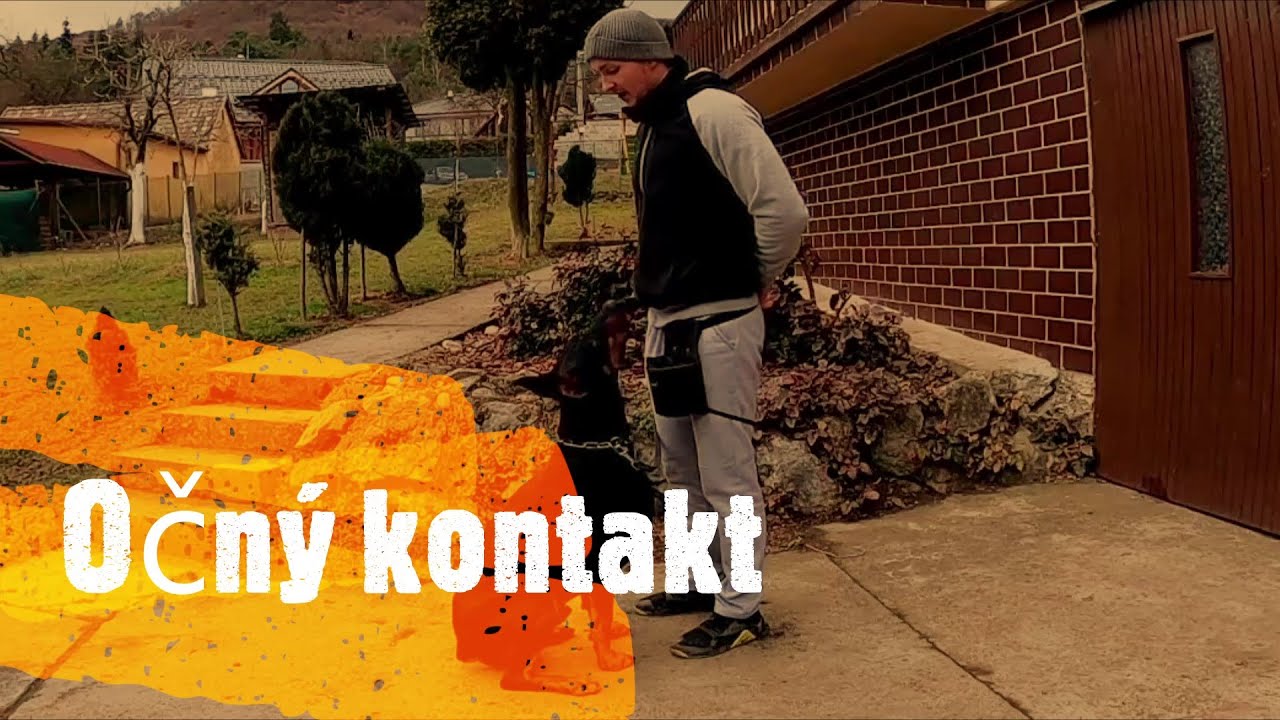 Výcvik psa - očný kontakt