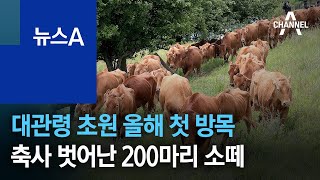 대관령 초원 올해 첫 방목…축사 벗어난 200마리 소떼 | 뉴스A