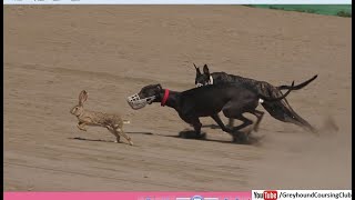 Hare coursing 2024 | dog vs rabbit race | greyhound vs hare