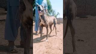 A very wonderful Female dog #bullykutta #dogsfood #bullydog #pakistanibully #pakistanibullydog