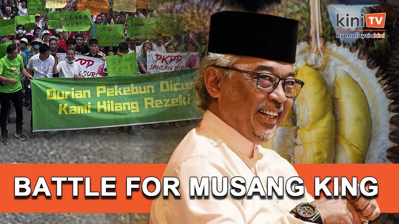 [KINI EXPLAINER] Who Owns the Musang King? The Battle for Durians in Raub