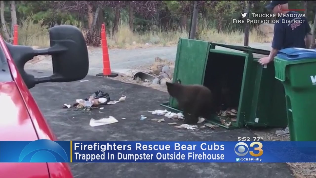 Firefighters Rescue Bear Cubs Trapped In Dumpster - YouTube
