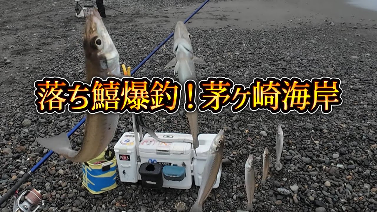 【ゆっくり実況】落ちギス爆釣！晩秋の茅ヶ崎海岸でシロギス50尾超！まだ釣れます！