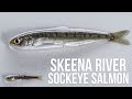Lake Babine Nations Sockeye Salmon Program - Skeena River Sockeye Salmon Stocks