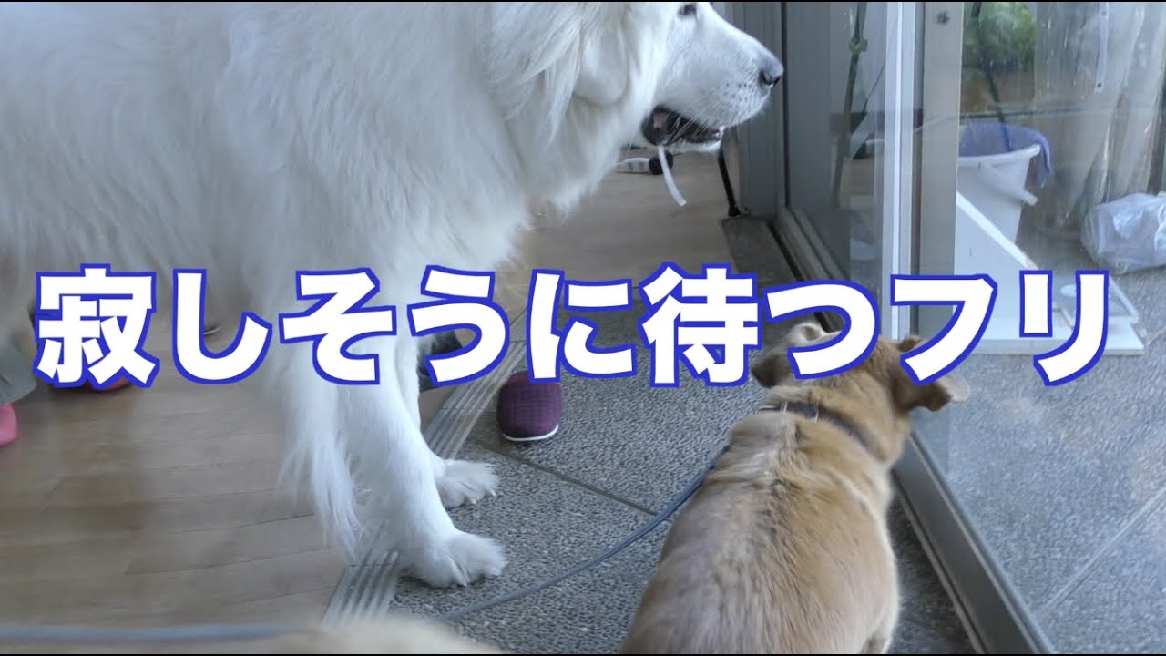 グレートピレニーズとMIX犬のセラピードッグ