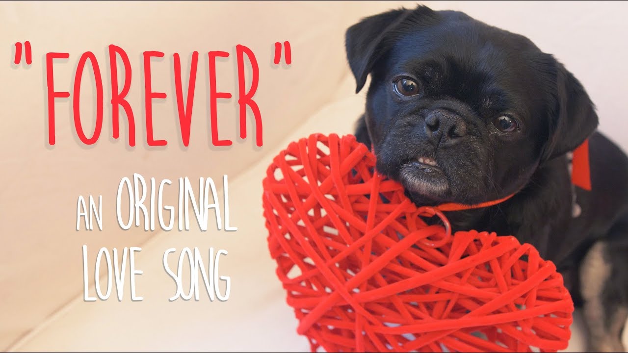 best song for dog video