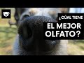 5 ANIMALES CON EL MEJOR OLFATO | WildGrass